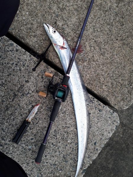 マイワシーバスからのタチウオ