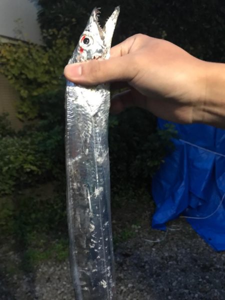 タチウオ短時間勝負で