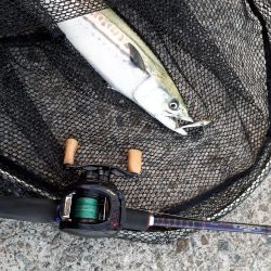 ハマチサゴシーバス