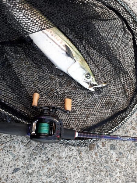 ハマチサゴシーバス