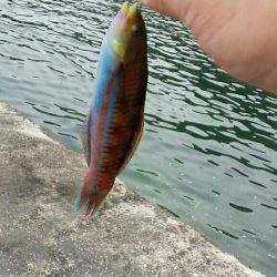 えんじゅがはま