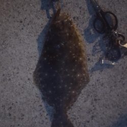 メバリング　アジの泳がせ