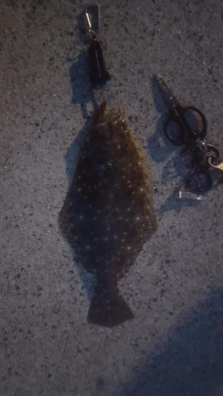 メバリング　アジの泳がせ