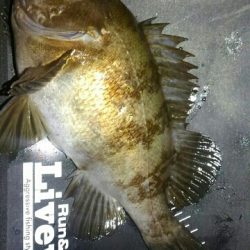 メバル26センチ