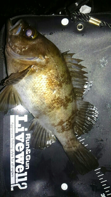 メバル26センチ