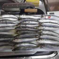アジングからのイワシ