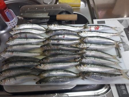 アジングからのイワシ
