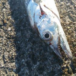 ケーソンで初の釣果