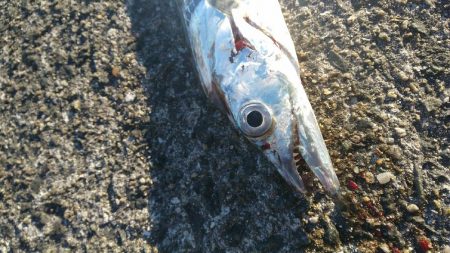 ケーソンで初の釣果