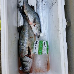 ルアーフィッシング