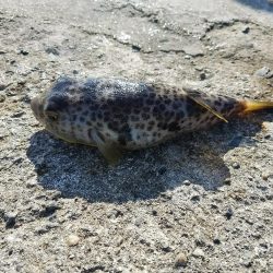 初チヌゲット！！