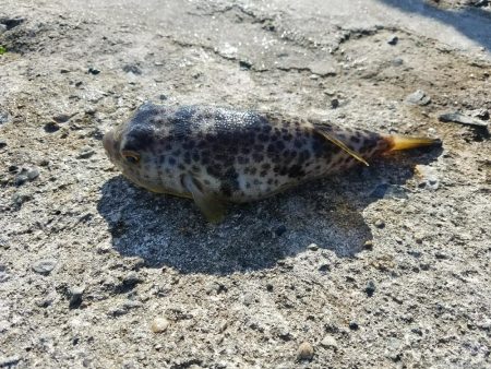 初チヌゲット！！