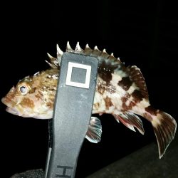 舞洲アジングNO6