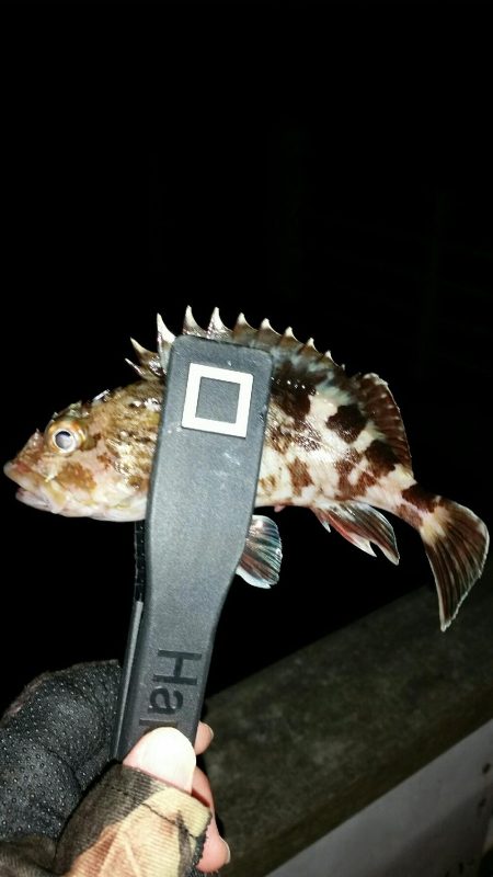 舞洲アジングNO6