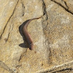 久々にヤツを釣る！！