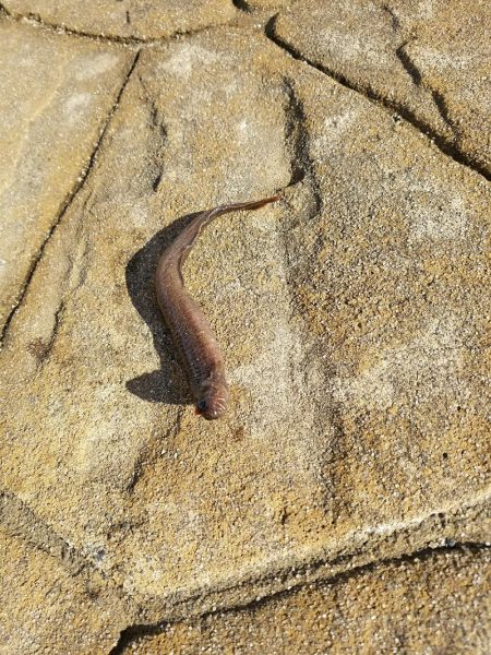 久々にヤツを釣る！！