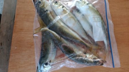 毒河豚からのー。