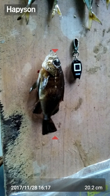 メバルシーズン