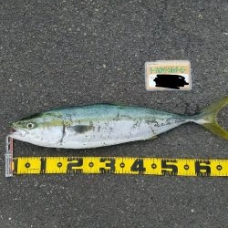 サーフ、河口部