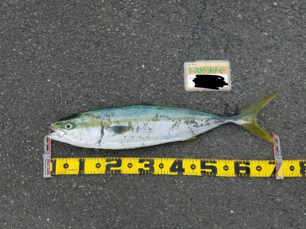 サーフ、河口部