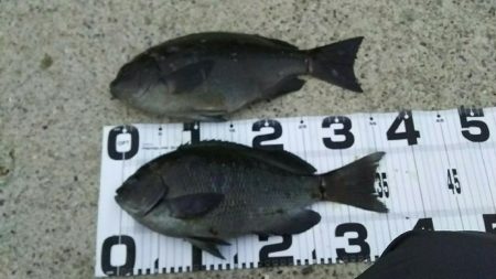 引き続き夕マズメ釣行！