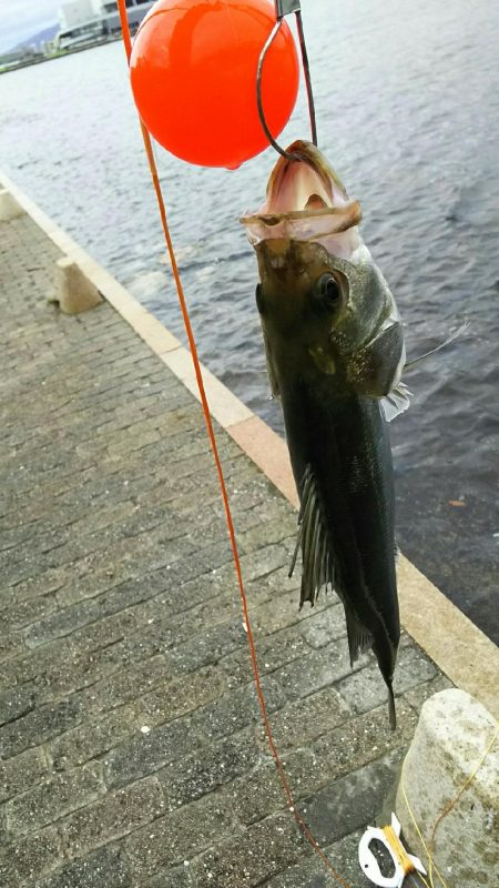 今日も仕事前に♪