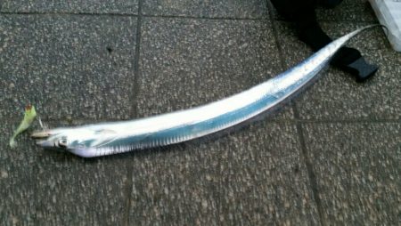 タチウオ良型来てます！！