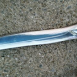 連日タチウオ好釣!!