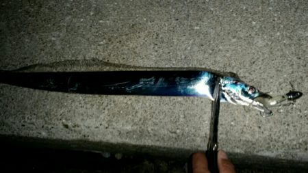 少し渋くなるも安定のタチウオ