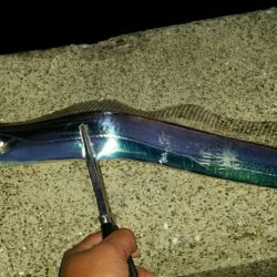 連日安定のタチウオ