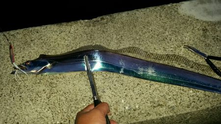 連日安定のタチウオ