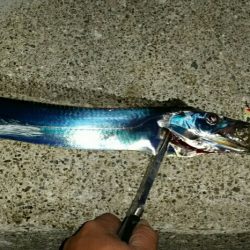 まだまだタチウオ