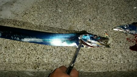 まだまだタチウオ