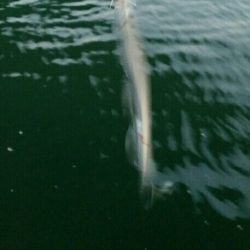 出ました!ドラゴン!!