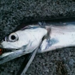 雨の中ドラゴンサイズ連発！！