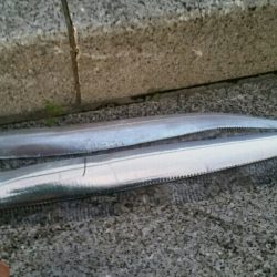 まだまだタチウオ