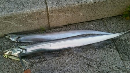 まだまだタチウオ