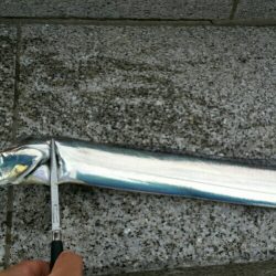 引き続きタチウオ好釣の湾奥