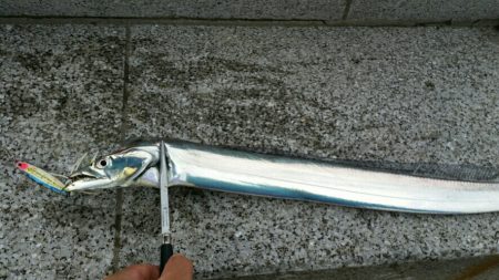 引き続きタチウオ好釣の湾奥