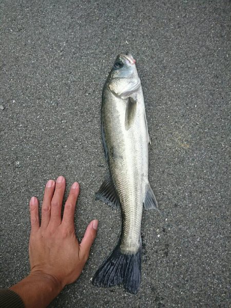 朝マズメでシーバス