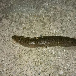 ウミタナゴ、ギンポ、ギンポ、ギンポ