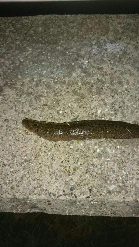 ウミタナゴ、ギンポ、ギンポ、ギンポ