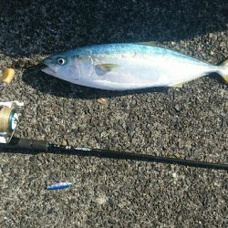 ☆エギングタックルで青物☆