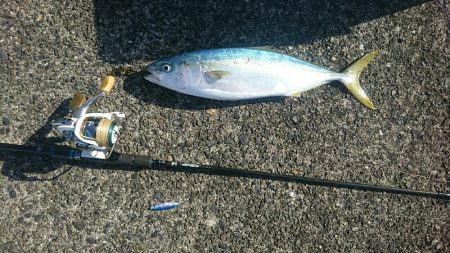 ☆エギングタックルで青物☆