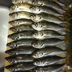 アジングロッド折れました