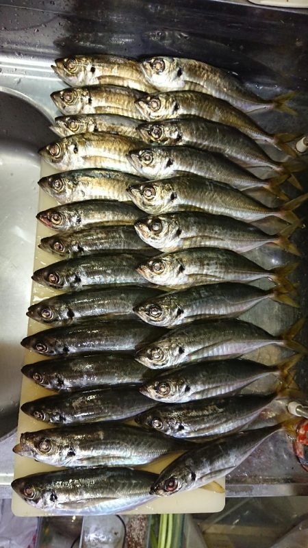 アジングロッド折れました