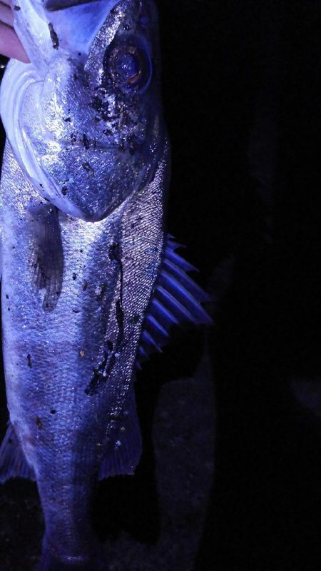 今シーズン初のメバルプラッギングへ！