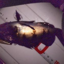 プラグでメバル( ￣▽￣)