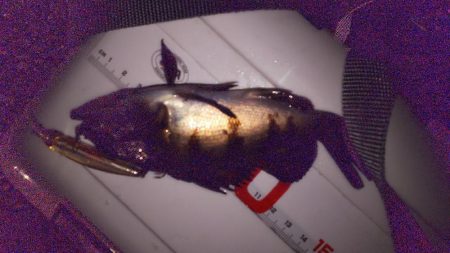 プラグでメバル( ￣▽￣)