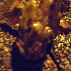 アジは何処へ…